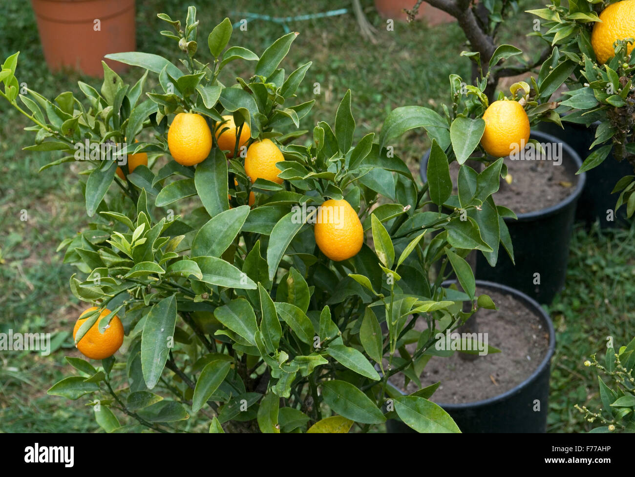 young potted orange trees Stock Photo Alamy