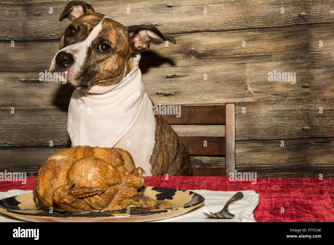 Begging for the Holiday Feast Stock Photo