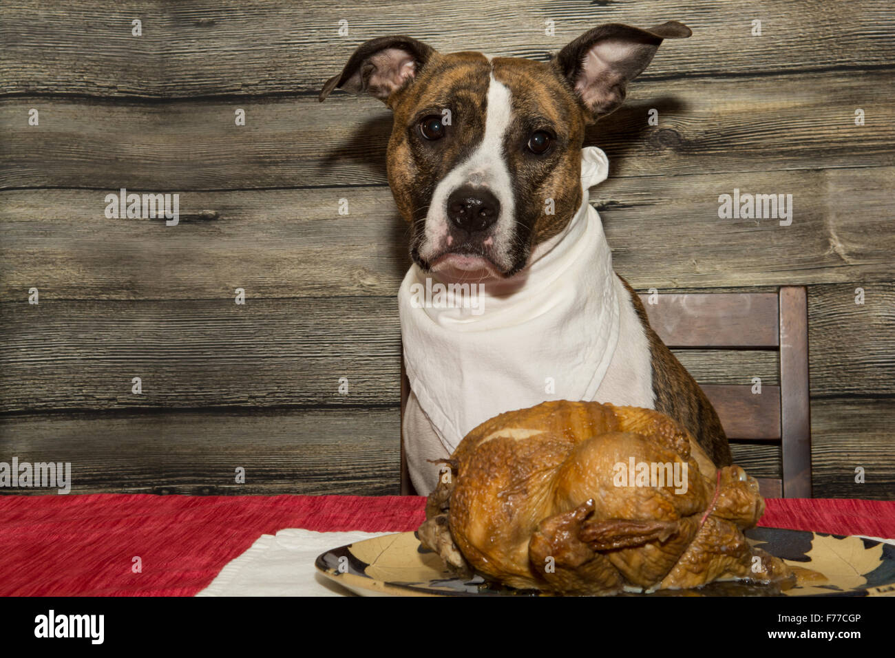Begging for the Holiday Feast Stock Photo