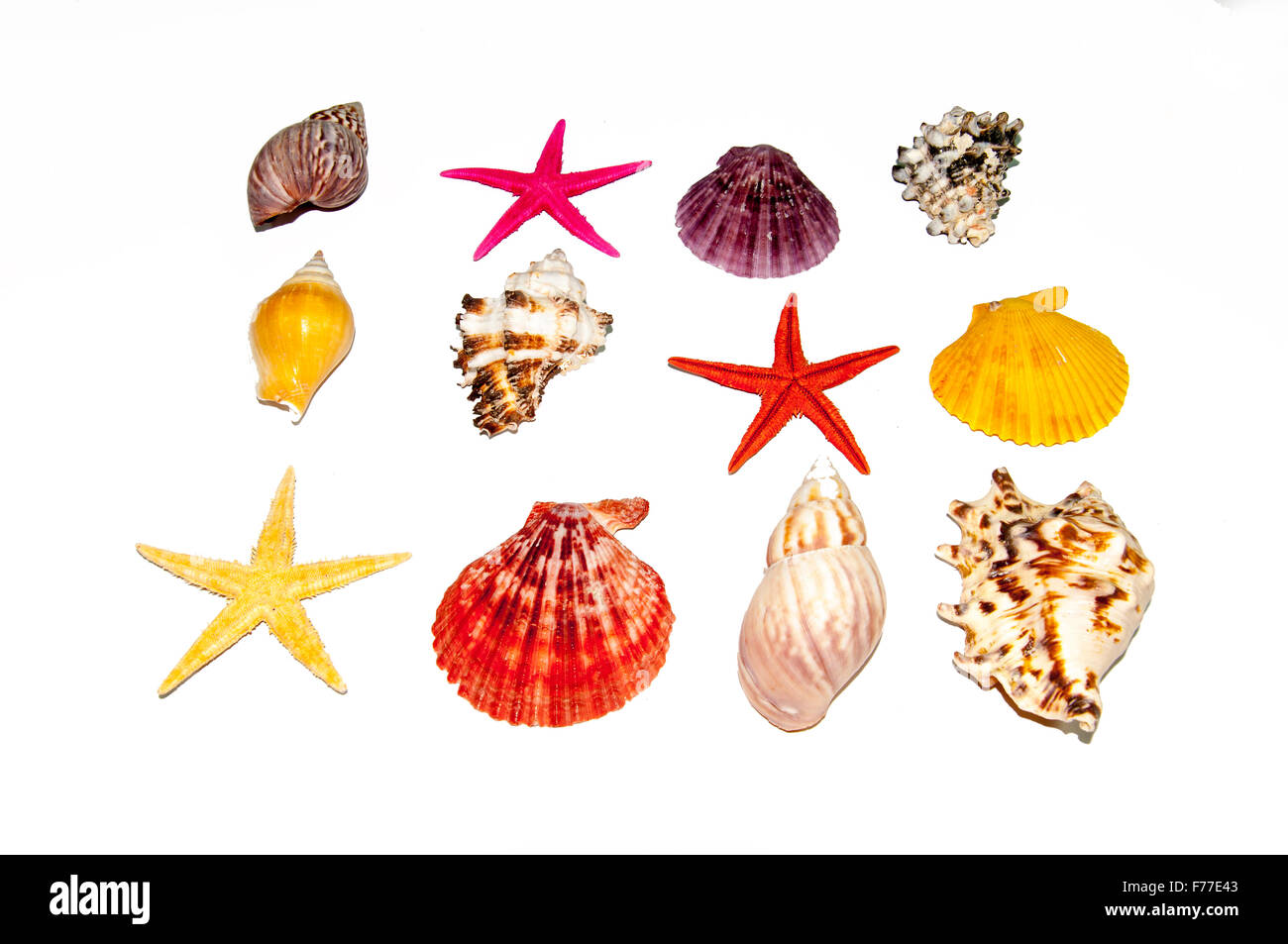 Collection of sea shells isolated on white Stock Photo Alamy