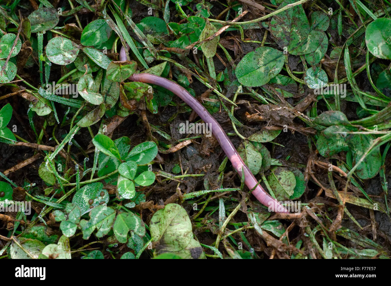Earthworm amid a field of clover Stock Photo
