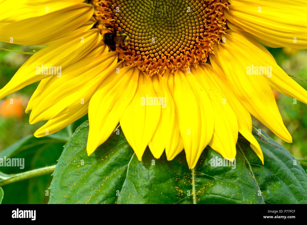 Sunflower in Bloom Stock Photo Alamy