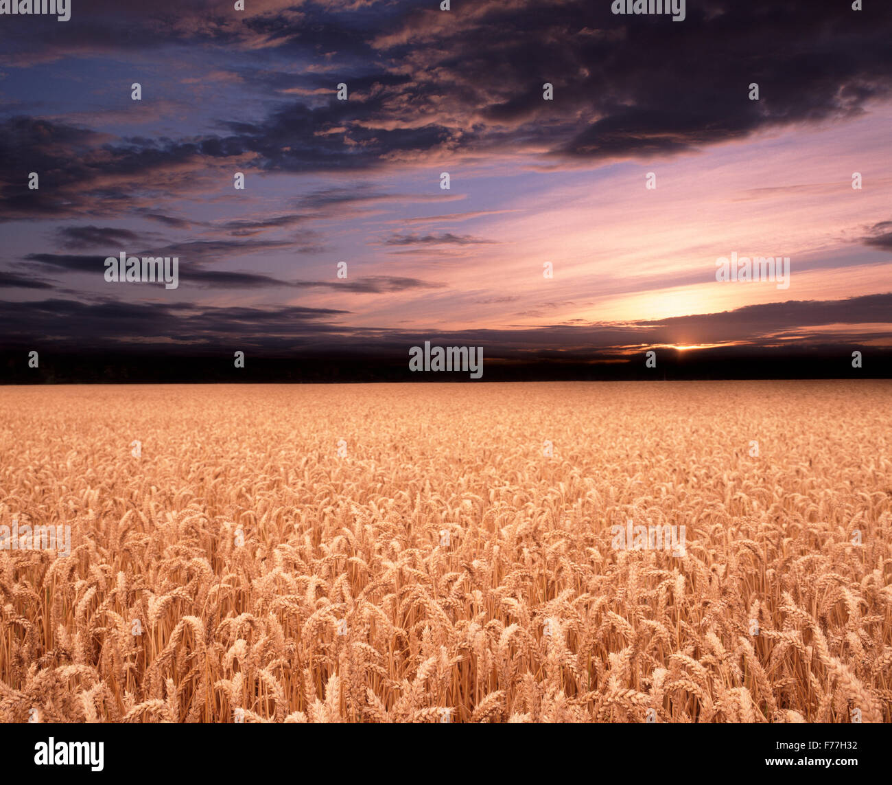 Arable crop, near Stamford, Lincolnshire, England, UK Stock Photo