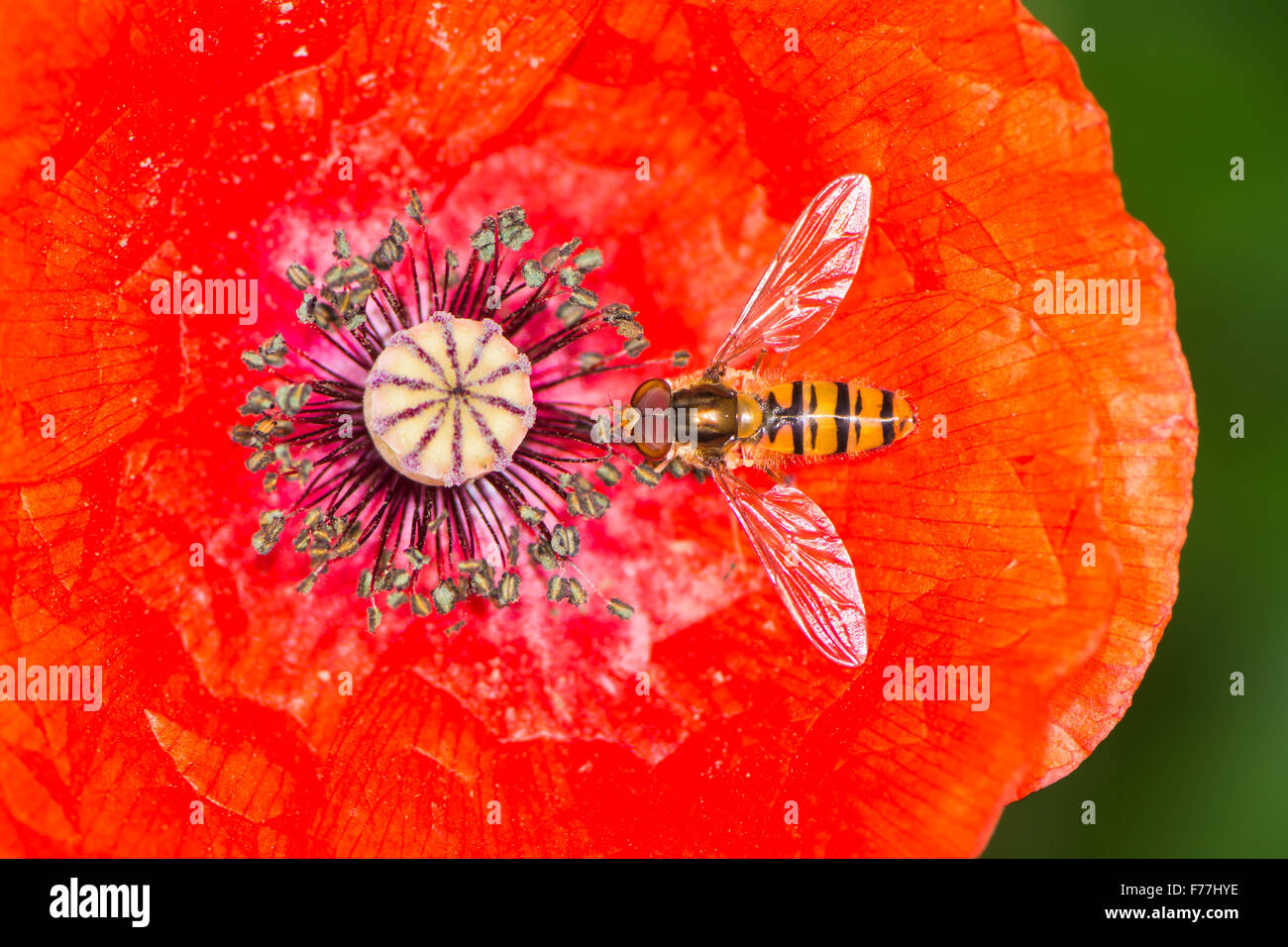 Hovefly collecting nectar in the blossom of red poppy flower Stock Photo