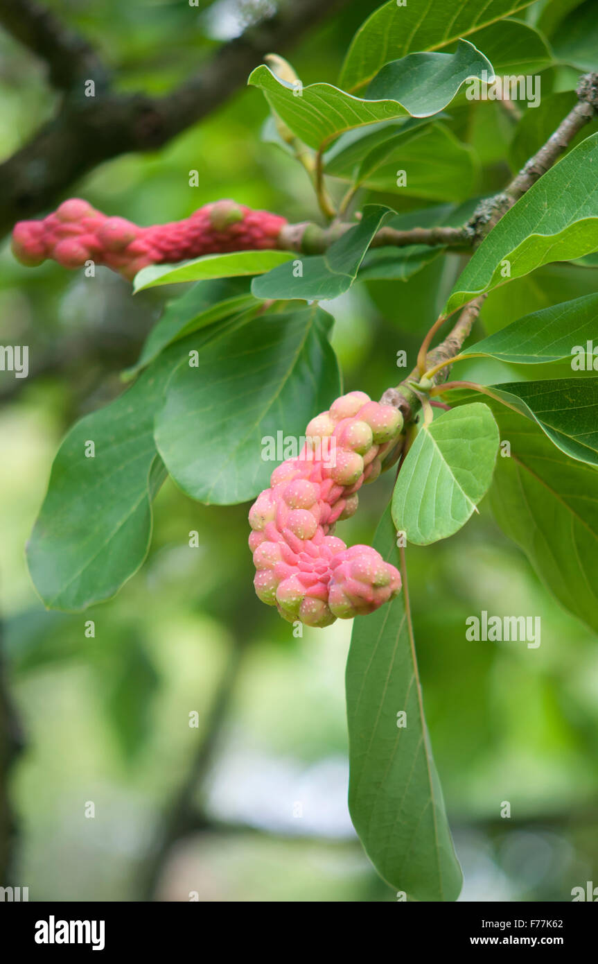 MAGNOLIA CAERHAYES BELLE SEED POD Stock Photo