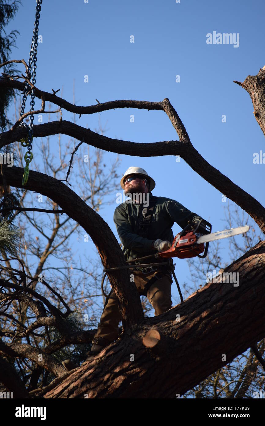 Man with chainsaw clearing damaged tree. Stock Photo