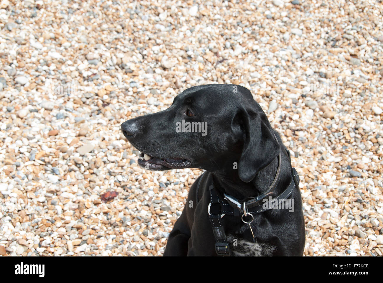 German Short Haired Pointer Mixed Black Stock Photos German