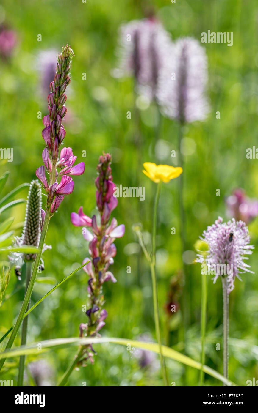 Common sainfoin (Onobrychis viciifolia / Onobrychis sativa) among other wildflowers and grasses in meadow Stock Photo