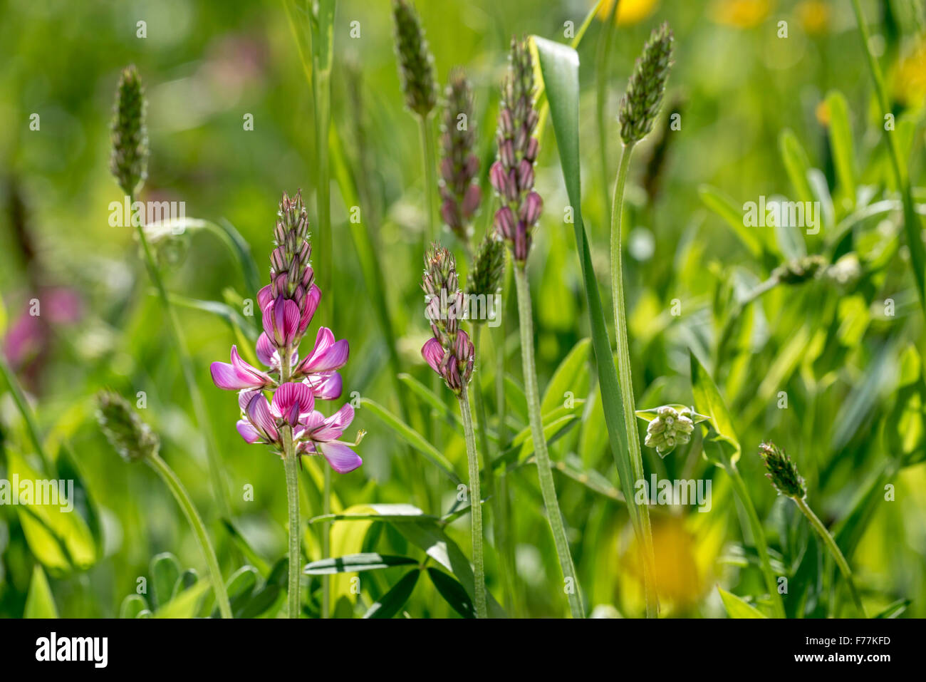 Common sainfoin (Onobrychis viciifolia / Onobrychis sativa) among other wildflowers and grasses in meadow Stock Photo