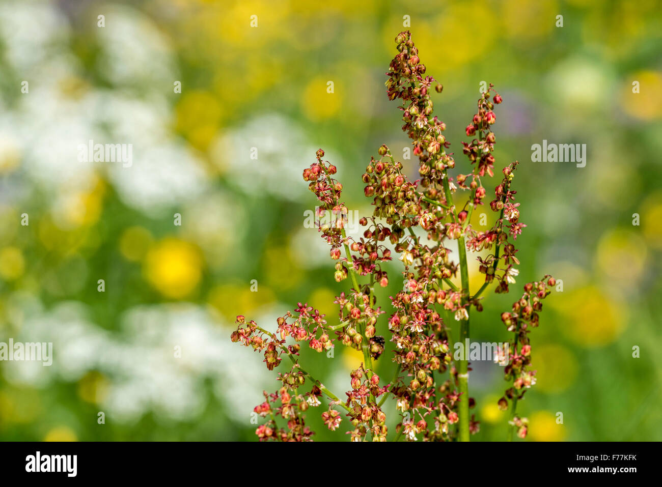 Common sorrel / garden sorrel (Rumex acetosa) in flower in meadow Stock Photo