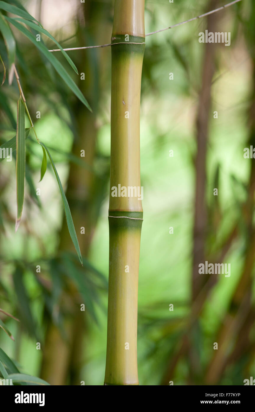 CHUSQUEA GIGANTEA Stock Photo