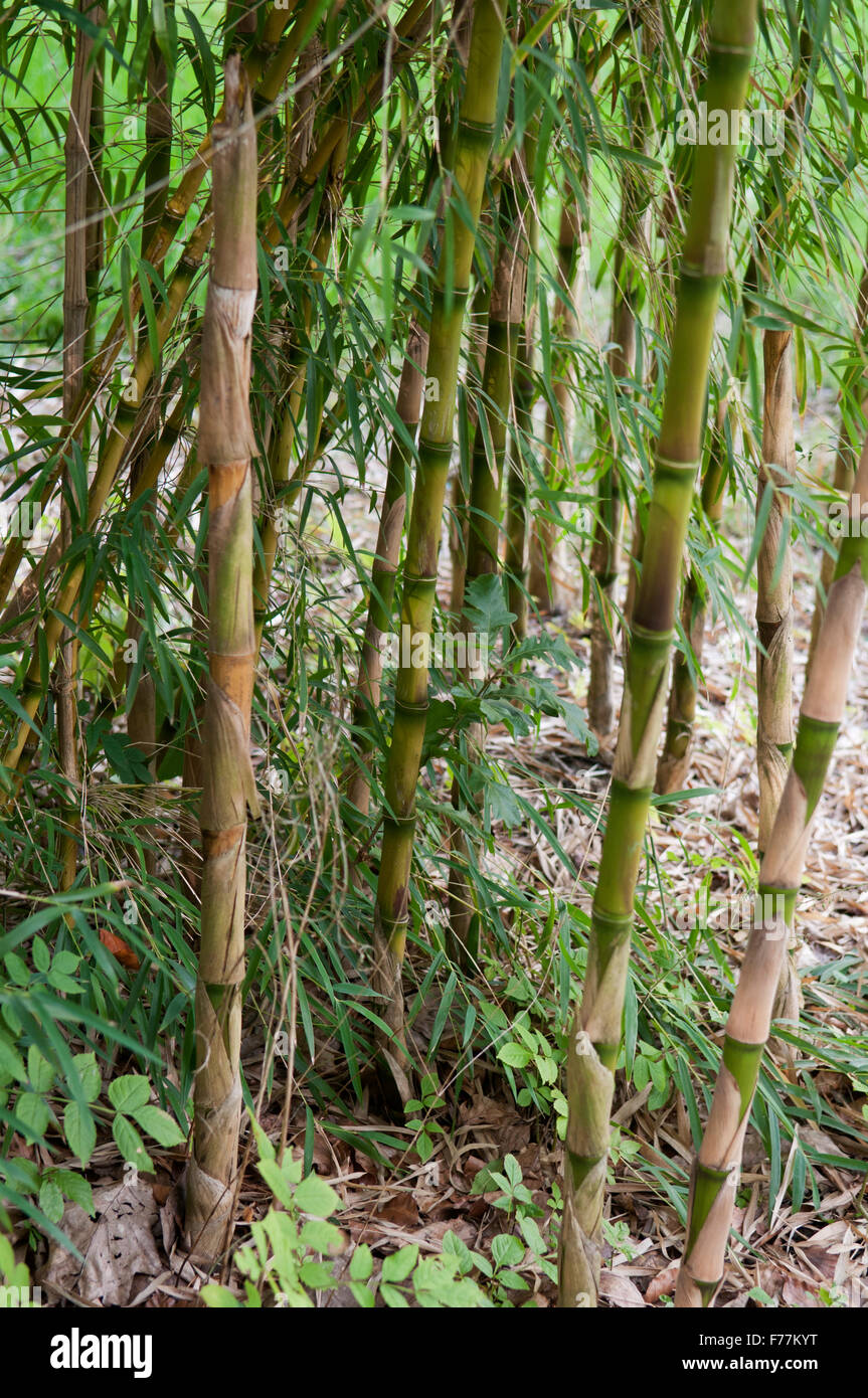 CHUSQUEA GIGANTEA Stock Photo