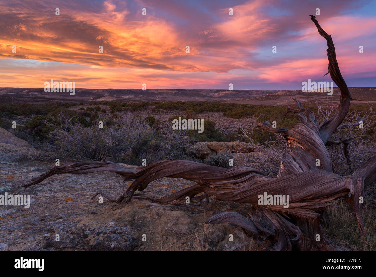 Dead juniper tree log lying below a fiery sunrise, southern Wyoming