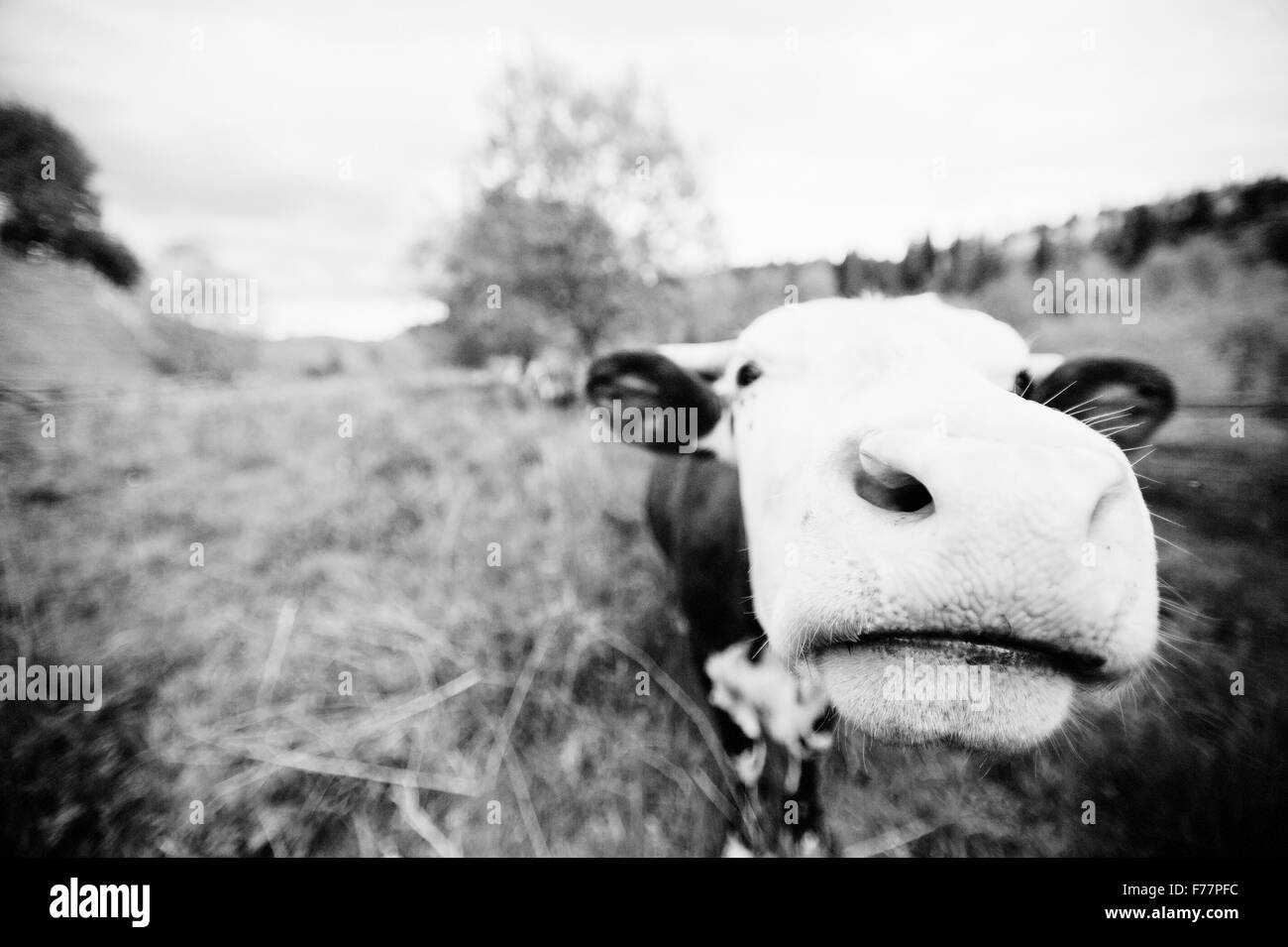 Funny nose of cow Stock Photo - Alamy