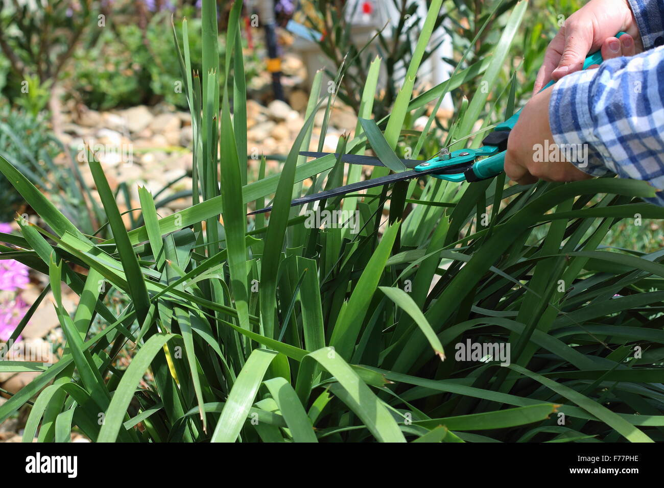 Adult male cutting Lomandra Grass using garden scissors Stock Photo