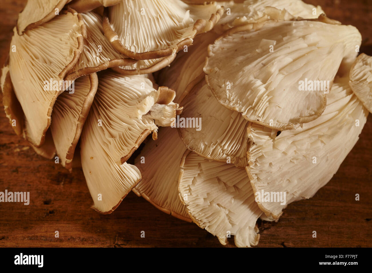Cultivated Oyster Mushrooms From Pennsylvania, USA Stock Photo