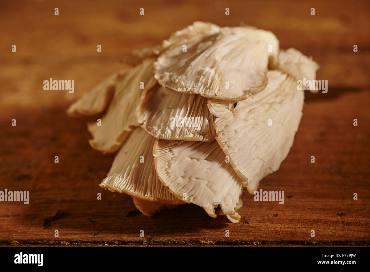 Cultivated Oyster Mushrooms From Pennsylvania, USA Stock Photo