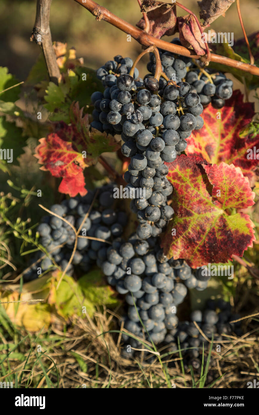 black grapes , autumn, Natural Regional Park , Luberon, Ansouis,  France, Vaucluse, Stock Photo