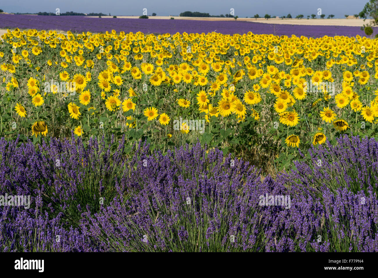France, Alpes de Haute Provence, Parc Naturel Regional du Verdon, Valensole towards Puimoisson, sunflowers and lavender Stock Photo