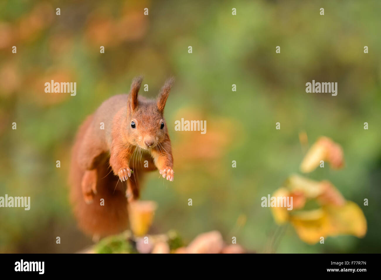 Leaping red squirrel, jumping frontal towards the viewer Stock Photo