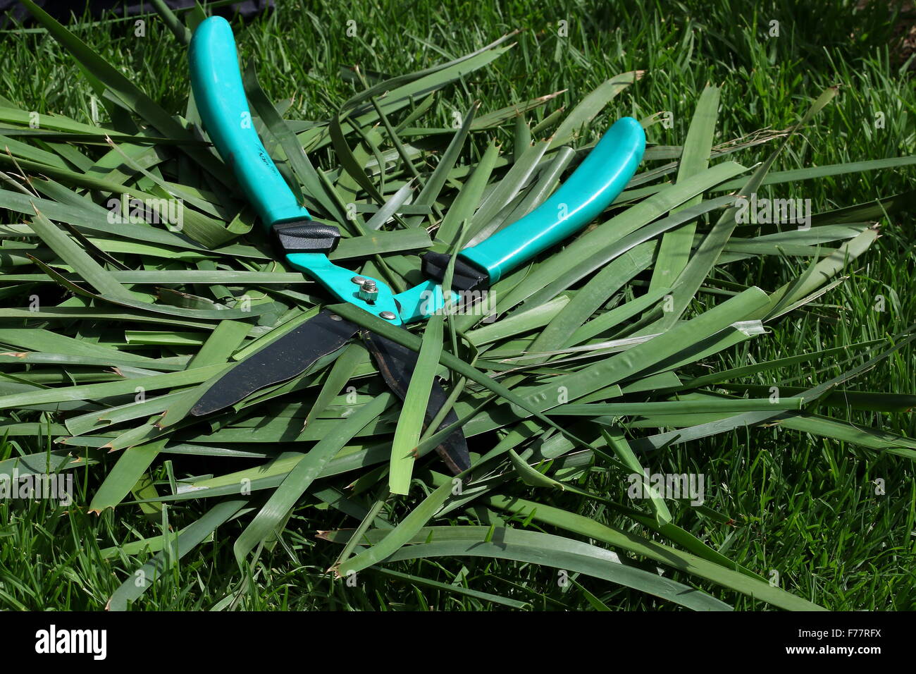 Grass shears on top of Lomandra grass clippings Stock Photo Alamy