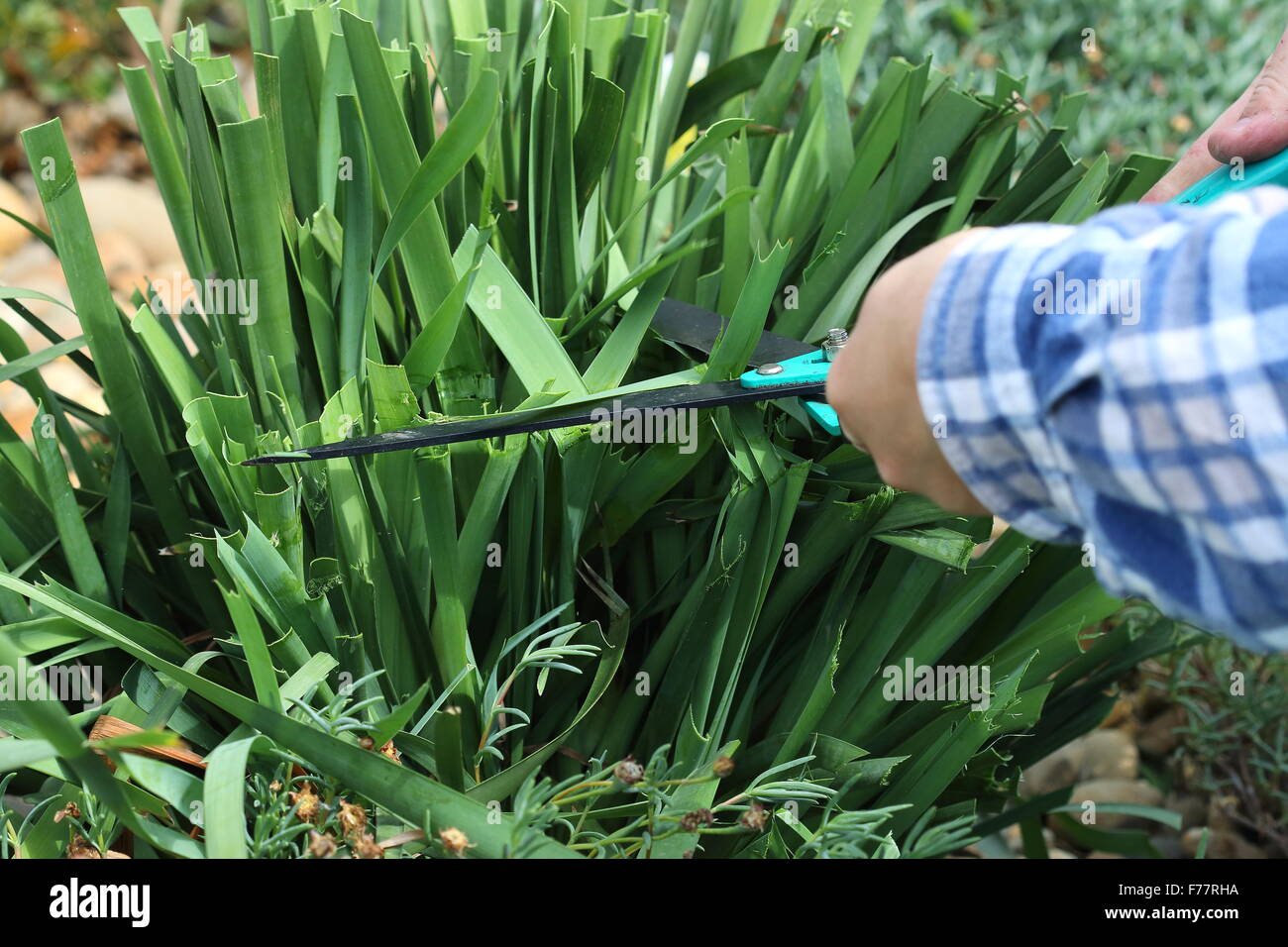 Adult male cutting Lomandra Grass using scissors Stock Photo