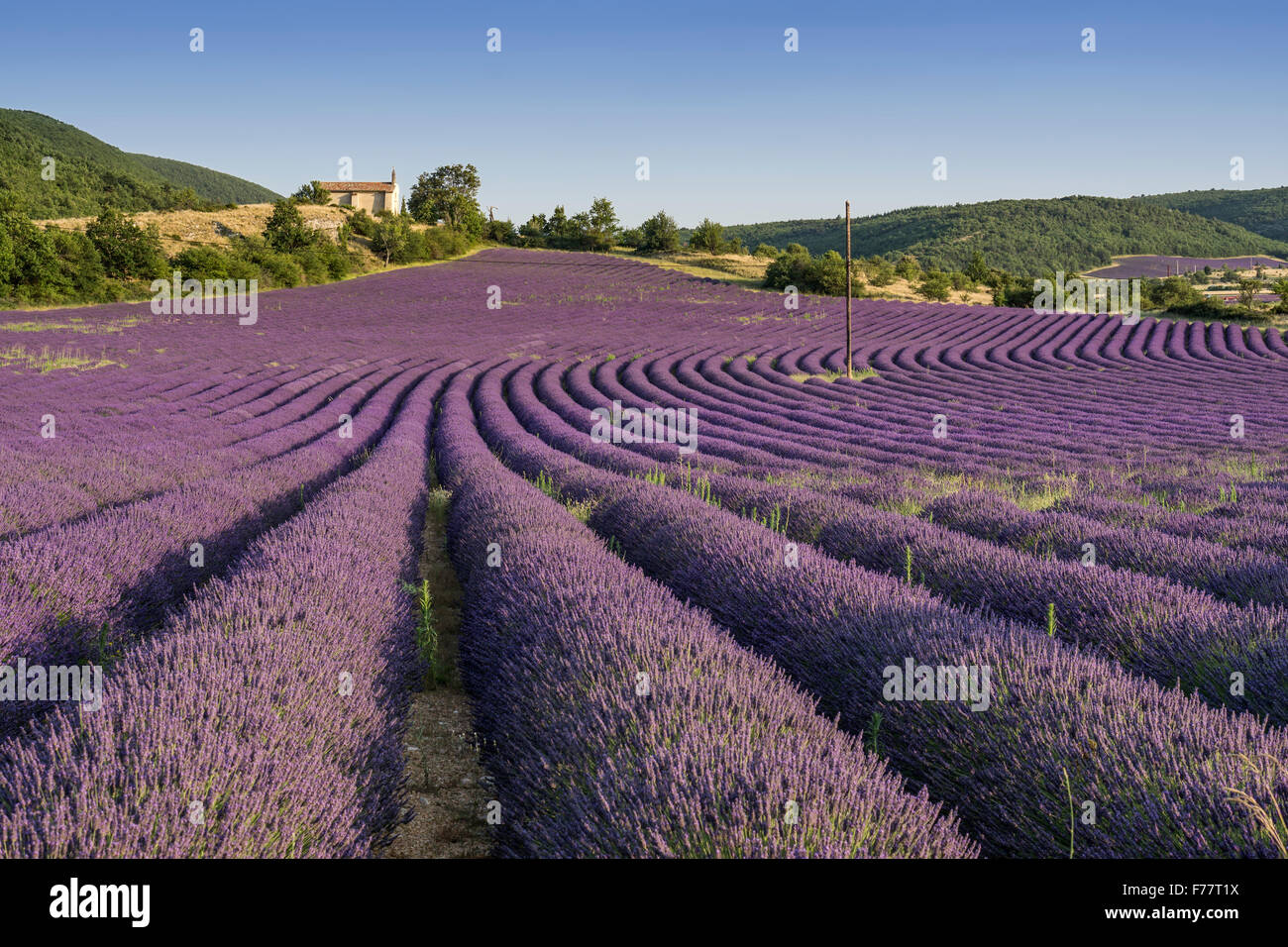 Lavender field with chapel, Montagne de Lure, Vaucluse, Alpes-de-Haute-Provence, France Stock Photo