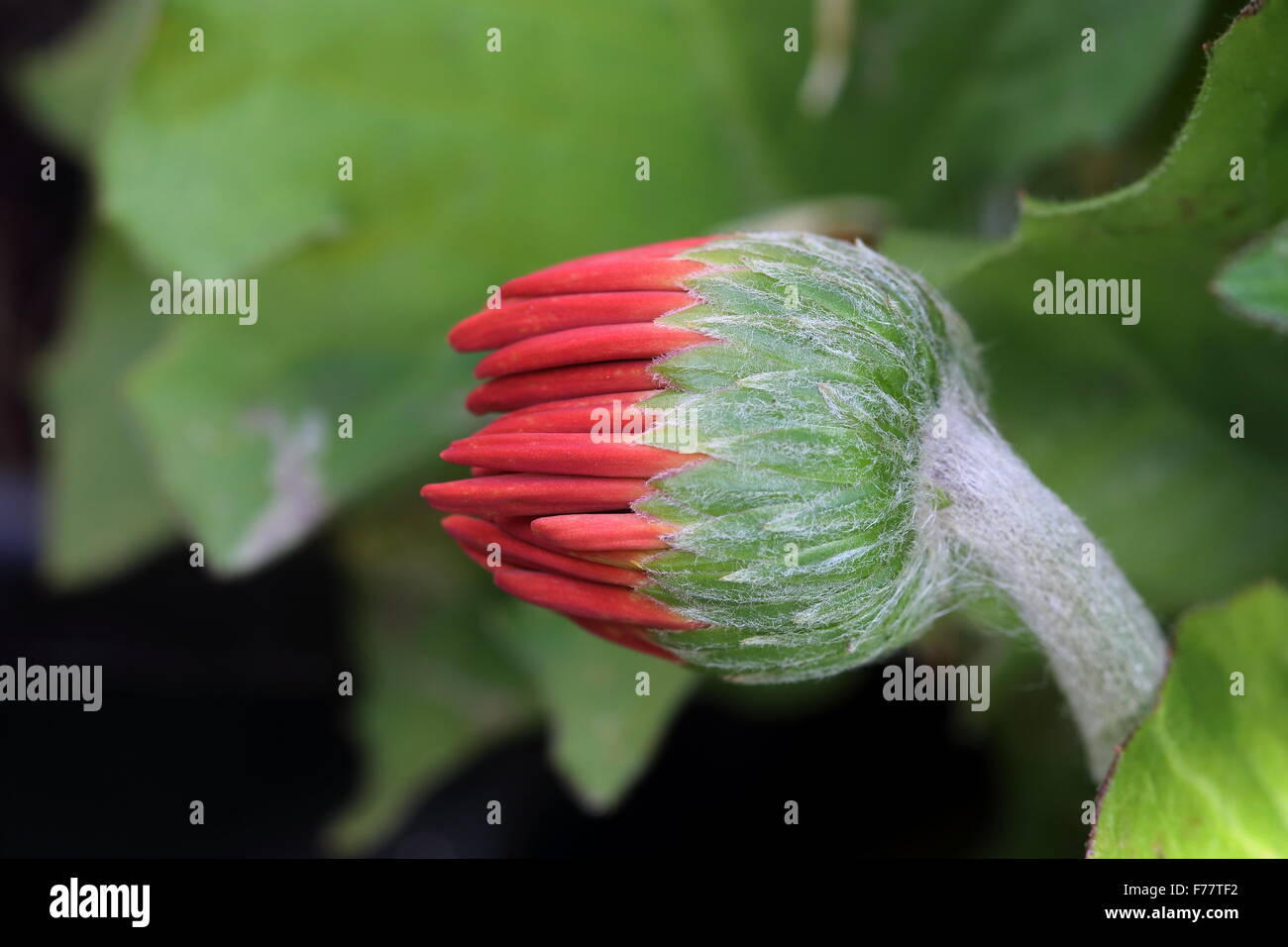 Gerbera bud hi-res stock photography and images - Alamy