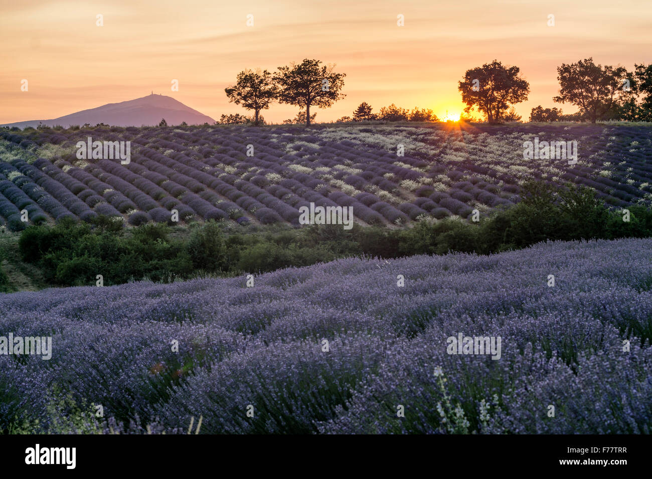 Lavender field , near Banon, sunset, Vaucluse, Alpes-de-Haute-Provence, landscape, Mont Venteaux,  Provence, France Stock Photo