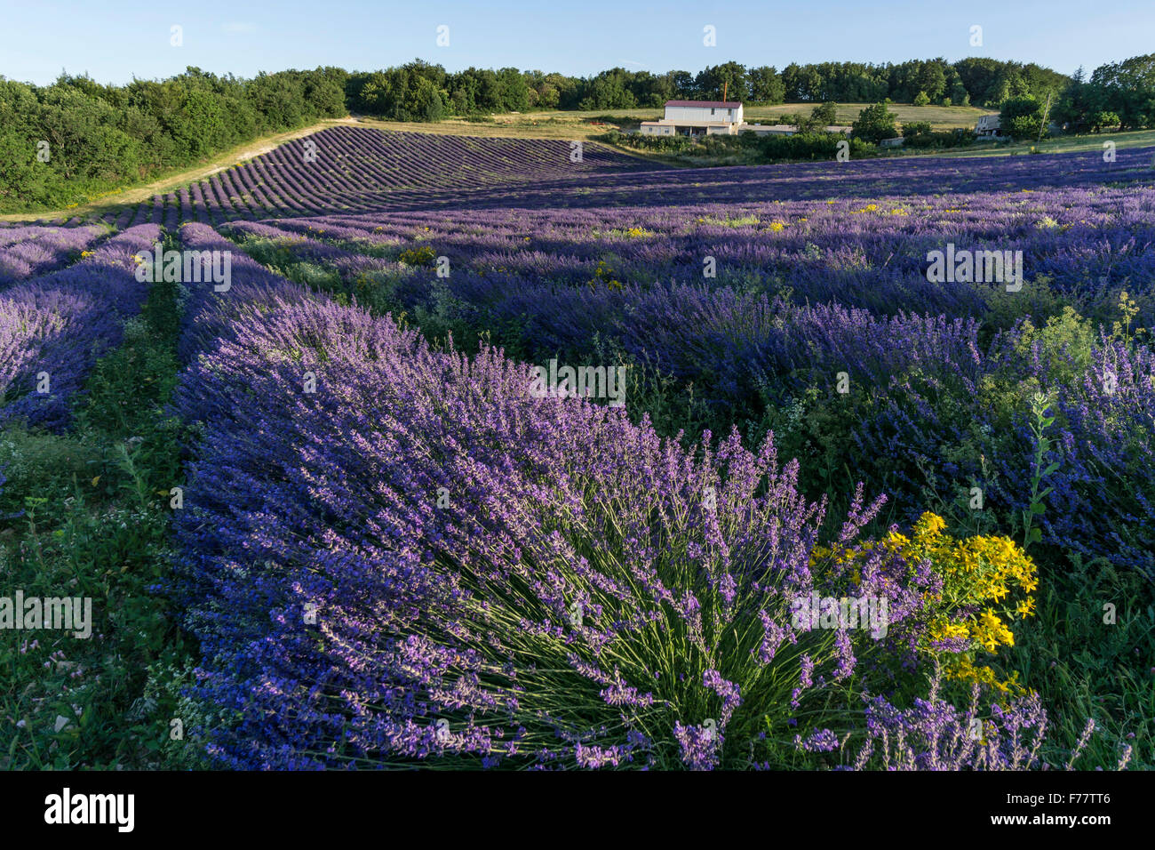 Lavender field , Pays de Banon, Distillery,  Vaucluse, Alpes-de-Haute-Provence, landscape,  Provence, France Stock Photo