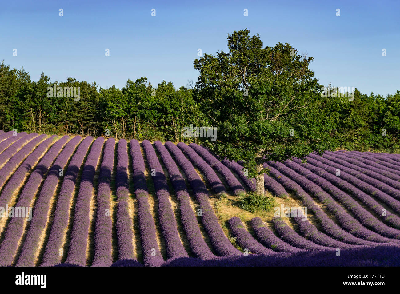 Lavender field , near Banon, Vaucluse, Alpes-de-Haute-Provence, landscape,  Provence, France Stock Photo