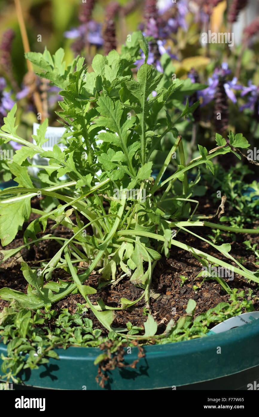Poppy Flanders Red Seedlings Stock Photo Alamy