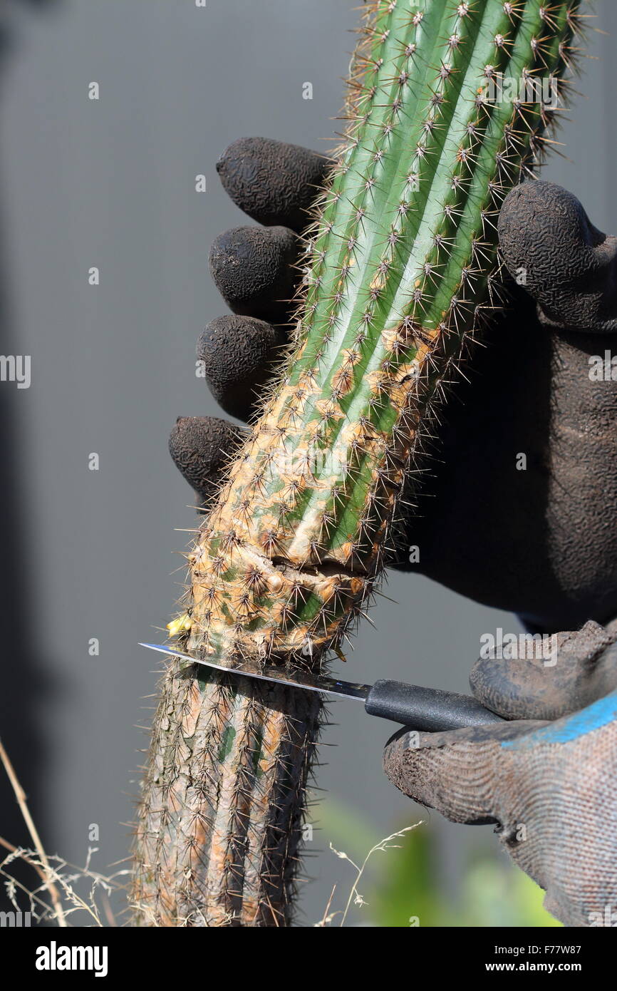 Close up of broken Echinopsis (Trichocereus) spachian cactus being cut