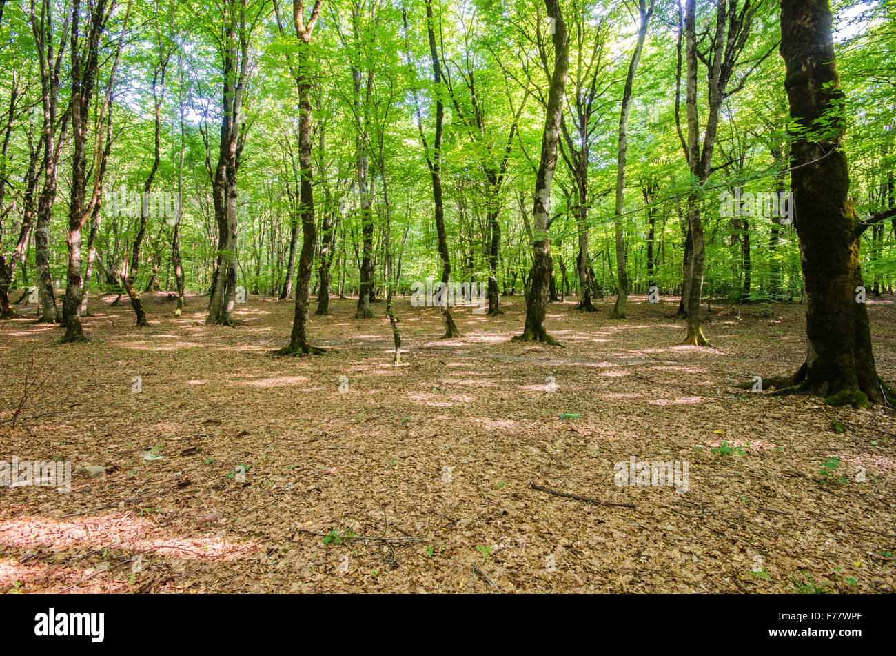 Green forest during bright summer day Stock Photo - Alamy