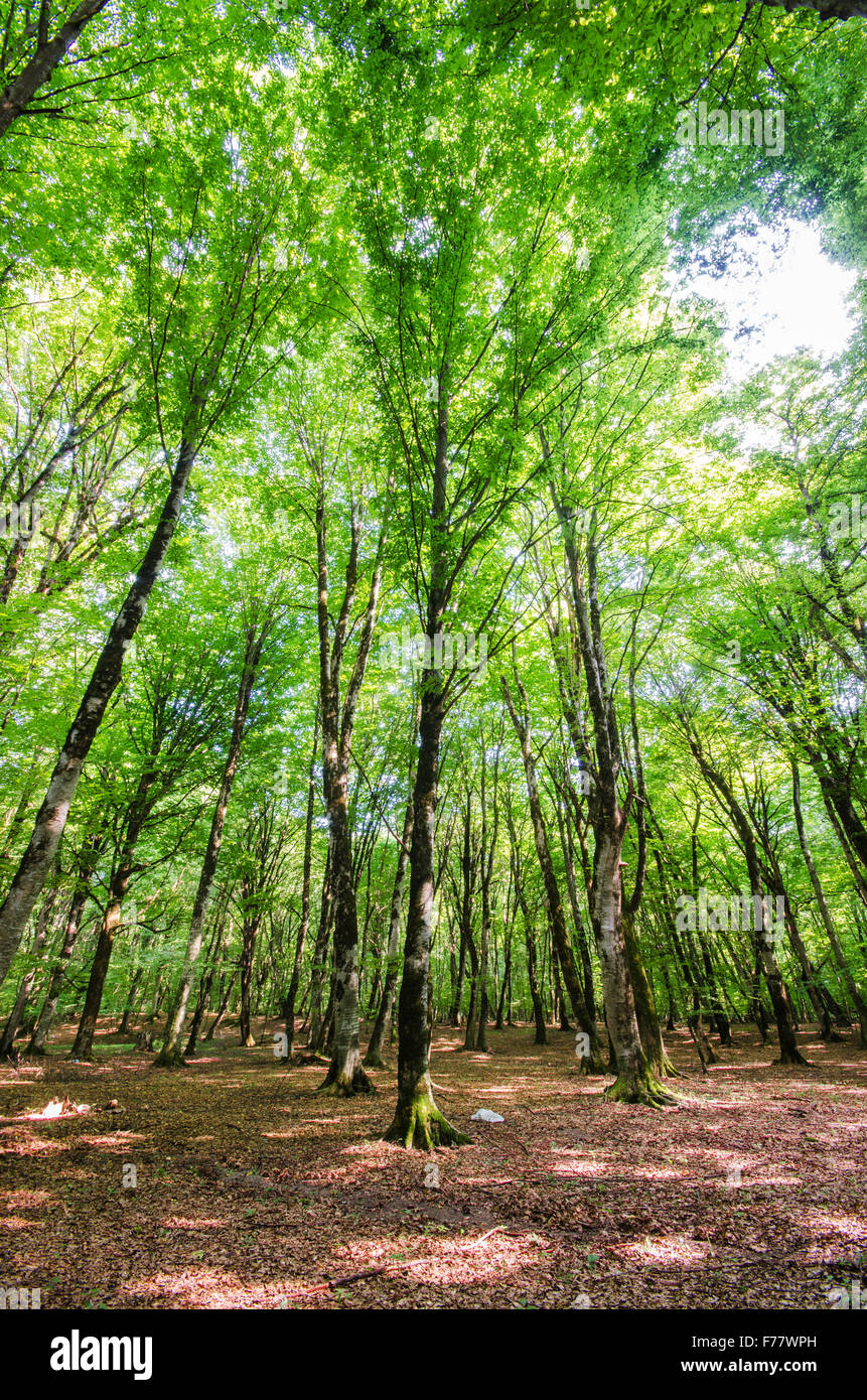 Green forest during bright summer day Stock Photo - Alamy