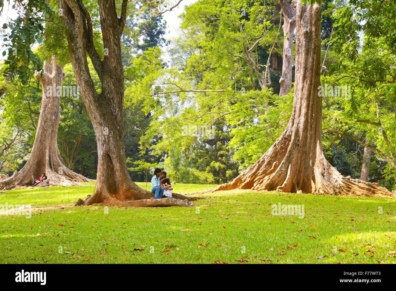 Sri Lanka - Kandy, Peradeniya Botanic Garden Stock Photo