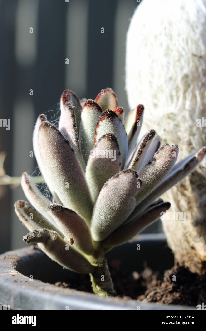Kalanchoe tomentosa or also known as Bunny Ears or Rabbit ears Stock