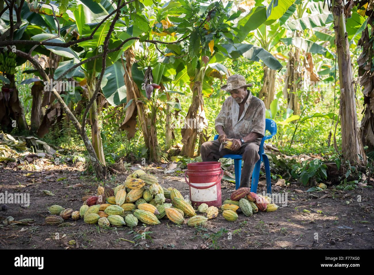 A farmer cuts into the rind of ripe cocoa pods to remove the pulp and cocoa seeds during harvest on a small farm February 23, 2015 in Isla de la Amargura, Careers, Colombia. Cocoa pods are dried and fermented becoming the basis of chocolate. Stock Photo