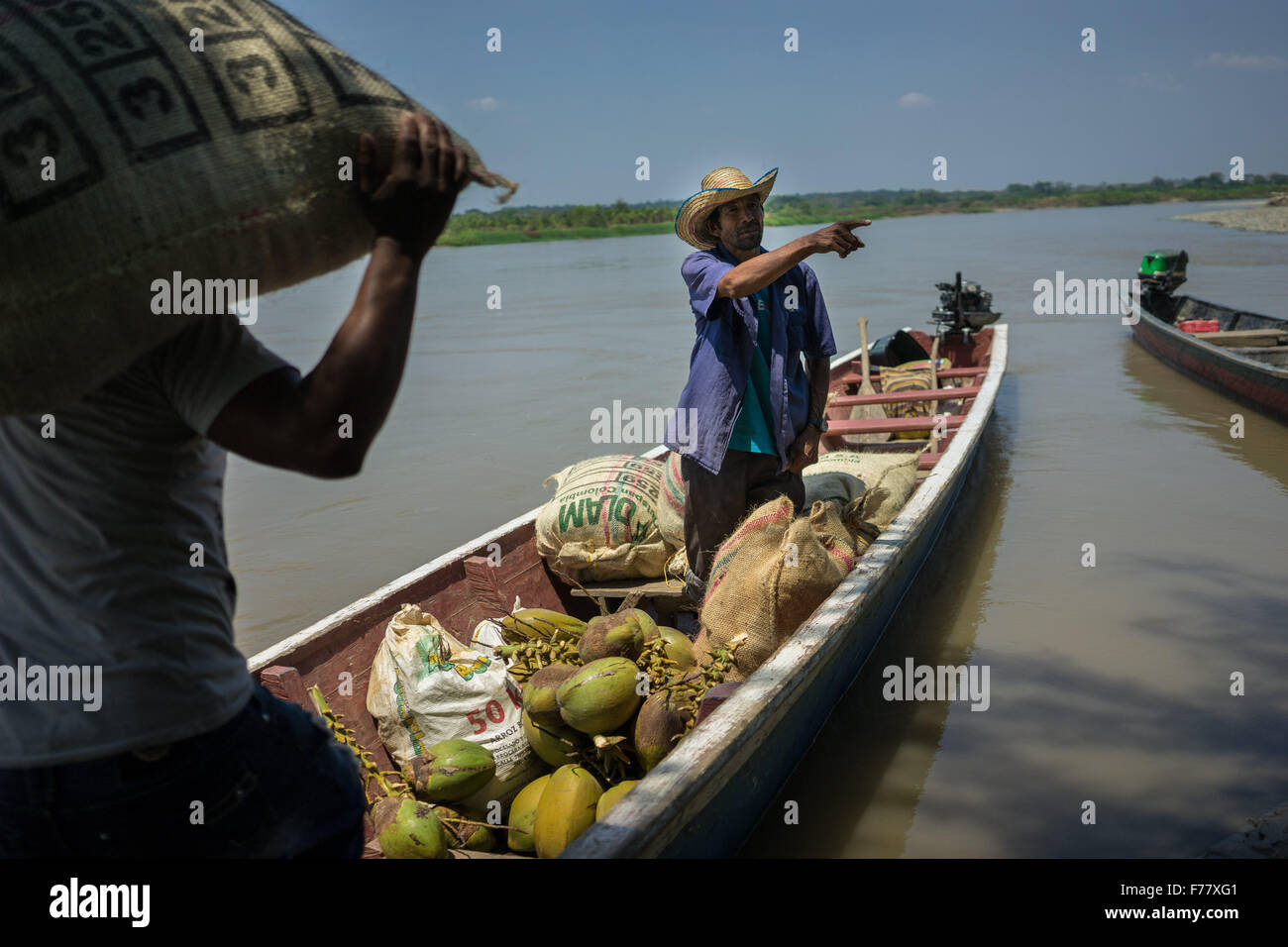 Farmer load processed and fermented cocoa beans onto a long boat for delivery to their collective collection point run by Chocolate Colombia February 23, 2015 in Corregimiento Guarumo, Colombia. Cocoa pods are dried and fermented becoming the basis of chocolate. Stock Photo