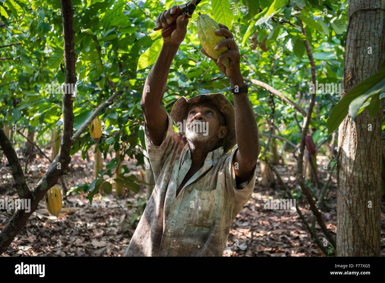 A farmer cuts ripe cocoa pods off a tree during harvest on his small farm February 23, 2015 in Isla de la Amargura, Careers, Colombia. Cocoa pods are dried and fermented becoming the basis of chocolate. Stock Photo