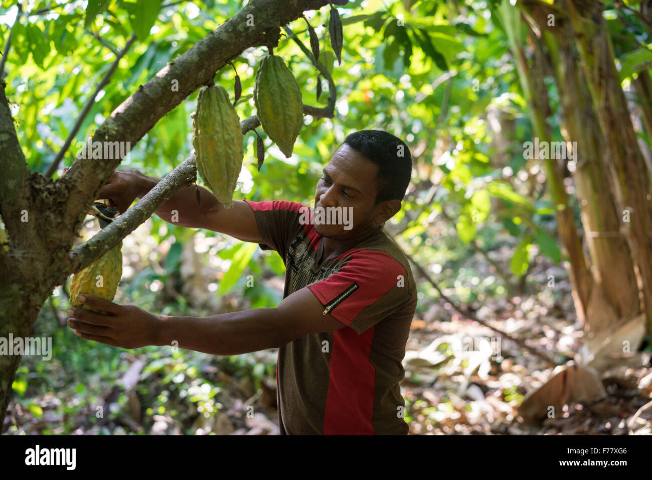 Cocoa harvesting hires stock photography and images Alamy