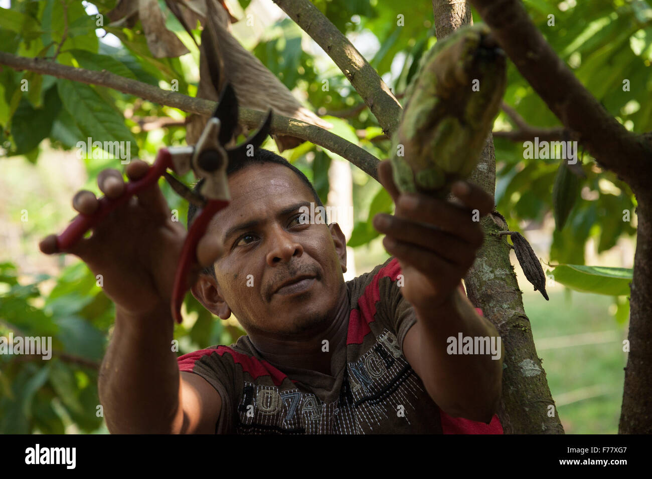 A farmer cuts ripe cocoa pods off a tree during harvest on his small farm February 23, 2015 in Isla de la Amargura, Careers, Colombia. Cocoa pods are dried and fermented becoming the basis of chocolate. Stock Photo