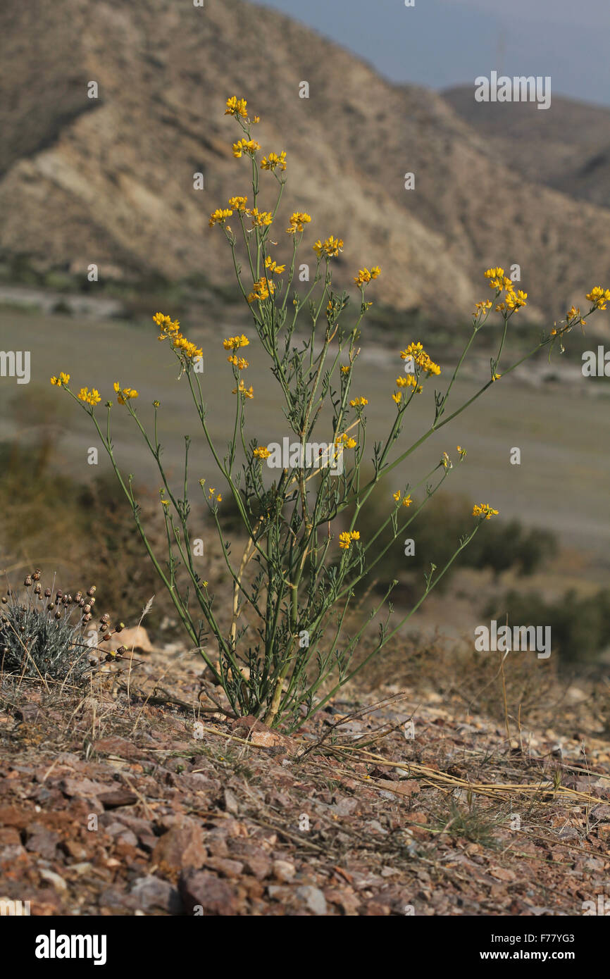 Flowering Coronilla juncea in the desert of Tabernas Stock Photo
