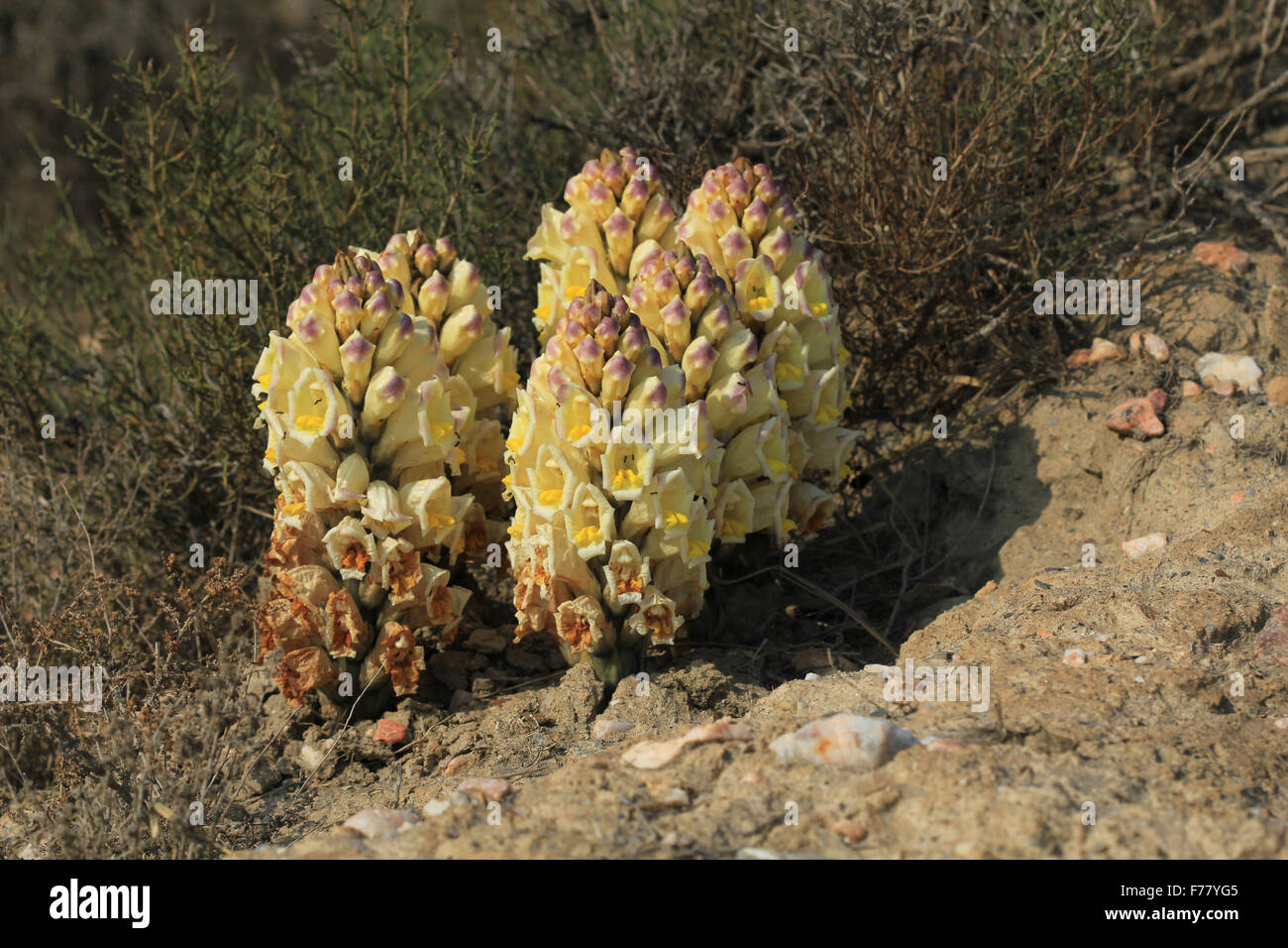 Group of flowering Cistanche phelypaea in the desert of Tabernas (Almeria, Spain) Stock Photo