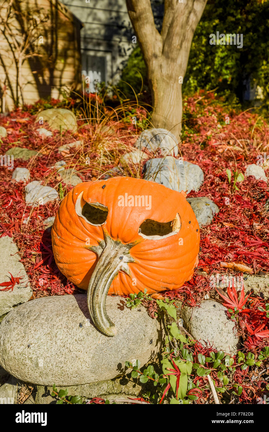 flies on carved halloween pumpkin Stock Photo