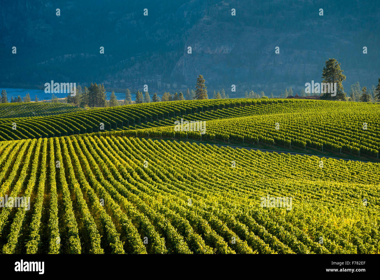 Blue Mountain Vineyard, Oliver, (Okanagan Falls)  British Columbia, Canada Stock Photo