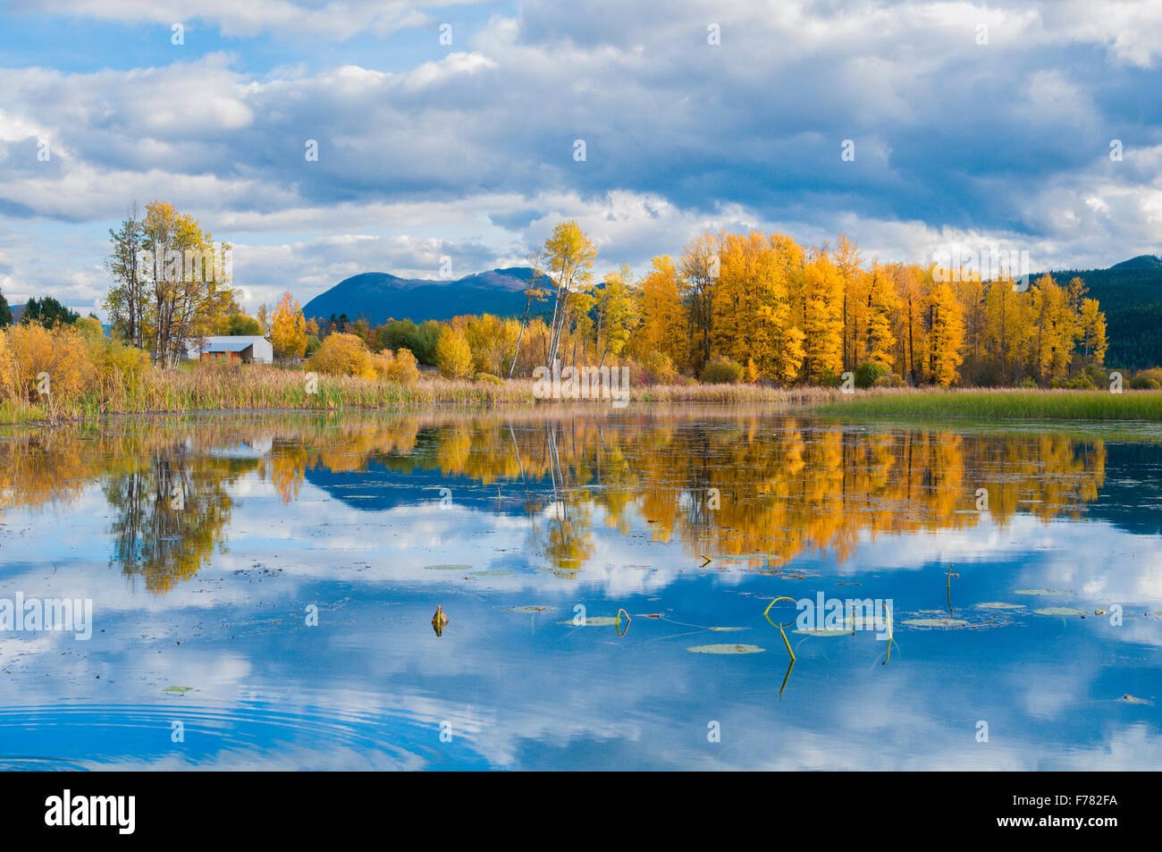 Fall in the Columbia Valley wetlands, British Columbia, Canada Stock Photo