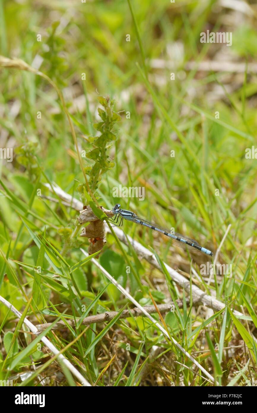Coenagrion puella, male Azure damselfly, Wales, UK Stock Photo - Alamy