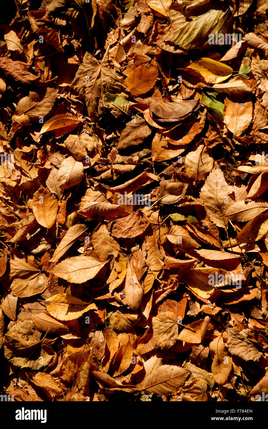 Many fallen leaves hi-res stock photography and images - Alamy