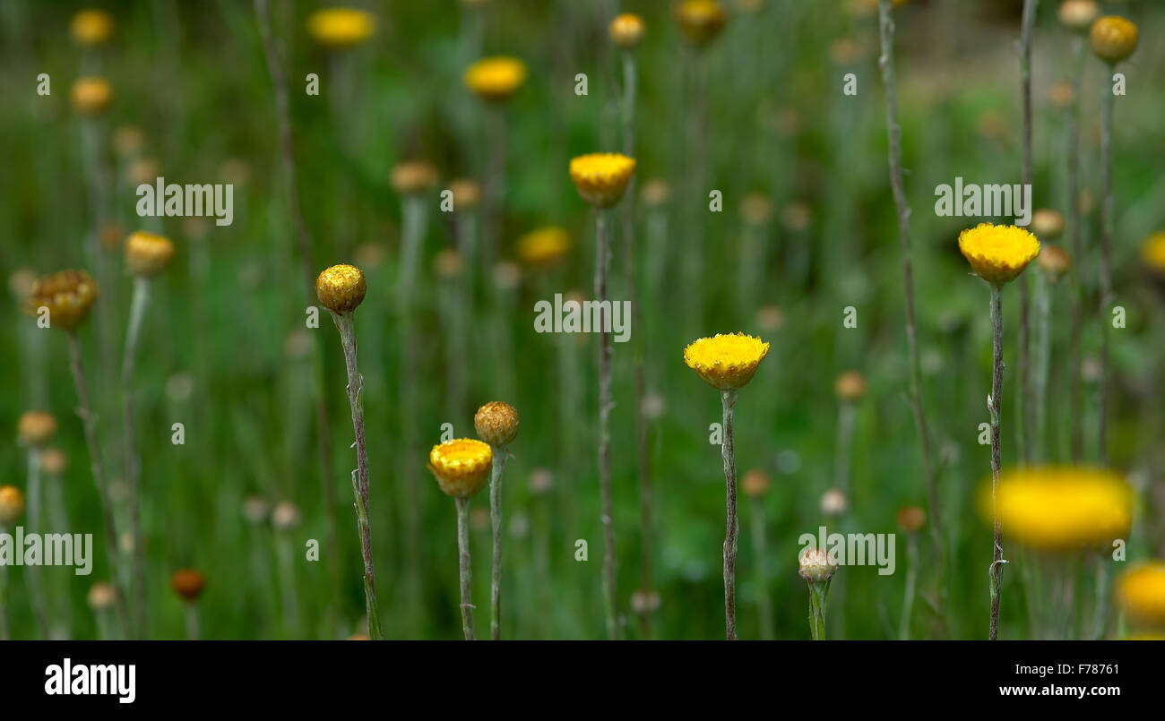 Multiple stars hi-res stock photography and images - Alamy